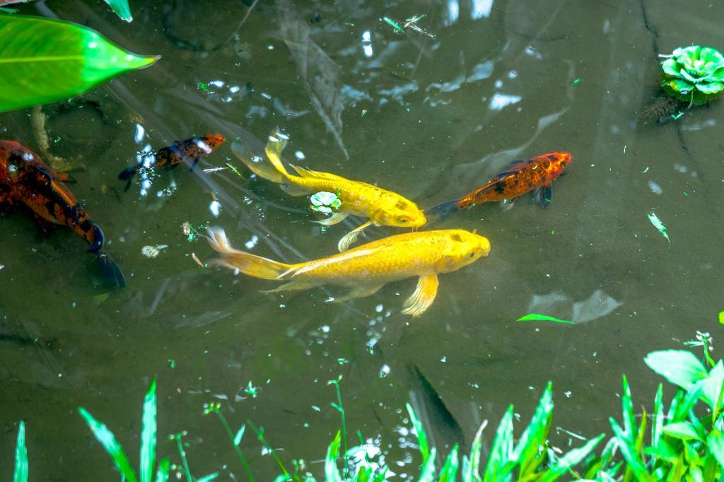 Palm House Boutique Resort Kep Ngoại thất bức ảnh